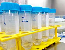 Coleta por Low Flow no Litoral